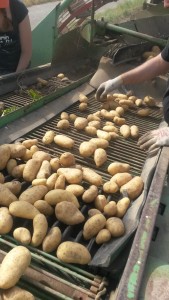 Kartoffeln aus eigenem Anbau
